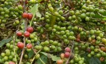 Maturação irregular e instabilidade no preço marcam início lento da colheita de café