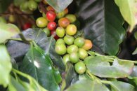 Nova tecnologia permite identificar teor de cafeína em cafeeiros