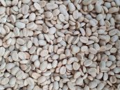 EPAMIG dá início a vendas de sementes de café para formação de mudas