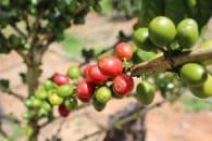 Ações da Embrapa valorizam cafeicultura em Roraima