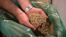 Cecafé: Brasil exporta 2,5 mi de sacas de café em julho; receita atinge US$ 583,7 mi