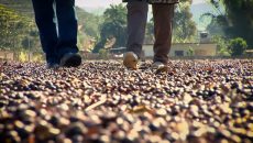Receios econômicos e avanço da colheita pressionam valor do café arábica em julho, aponta Cepea