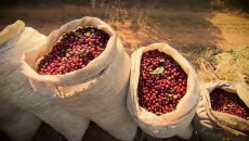 Minas Gerais é referência na produção e exportação de café especial