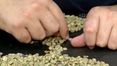 Recertificação de grande volume de café arábica é opção de traders para retorno aos estoques da ICE