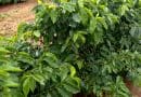 Lavouras de café no Sul de Minas seguem com bom armazenamento de água no solo, diz Fundação Procafé