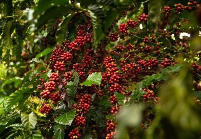Exportações de café do Vietnã aumentam 5,9% no 1º trimestre de 2024