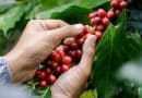 Colheita de café: entenda regras para contratação de safristas