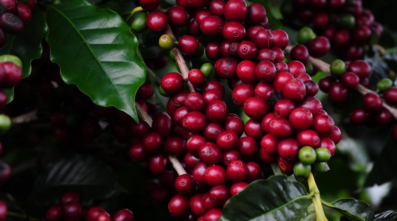 Seca na Ásia faz países correrem para o café brasileiro