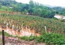 Garantia-Safra será pago para mais de 35 mil agricultores em Minas Gerais
