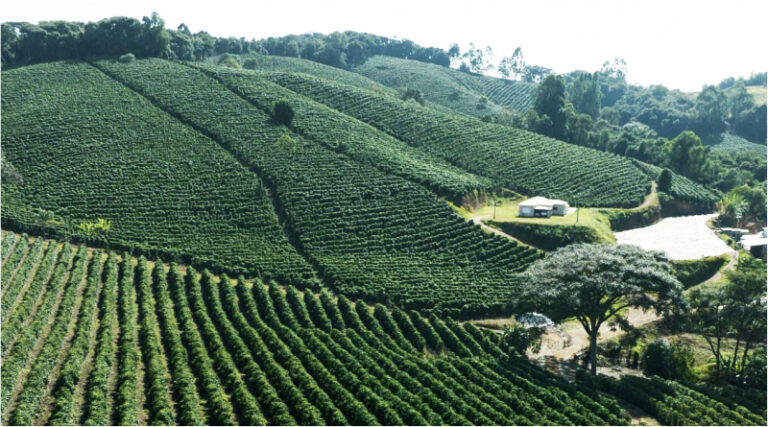 Associacao-dos-Cafeicultores-do-Sudoeste-de-Minas-e-Sebrae-lancam-marca-territorio-para-valorizar-a-origem-produtora-capa-01.jpg