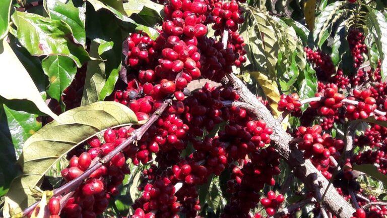 Cafeeiro-em-producao-CE-Leopoldina-Foto-Waldenia-Moura.jpeg