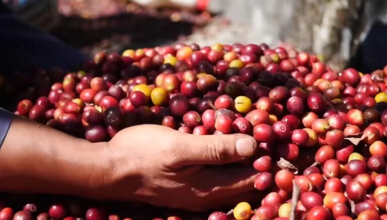 Emater-MG-orienta-cafeicultores-sobre-cuidados-apos-a-colheita-para-garantir-qualidade-do-cafe.jpg