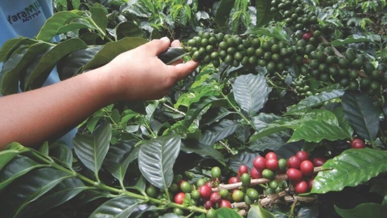 Micronutrientes-impulsionam-o-cafe.jpg