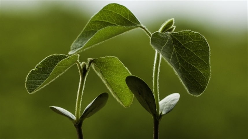 O-papel-dos-bioinsumos-na-transformacao-sustentavel-da-agricultura.jpg